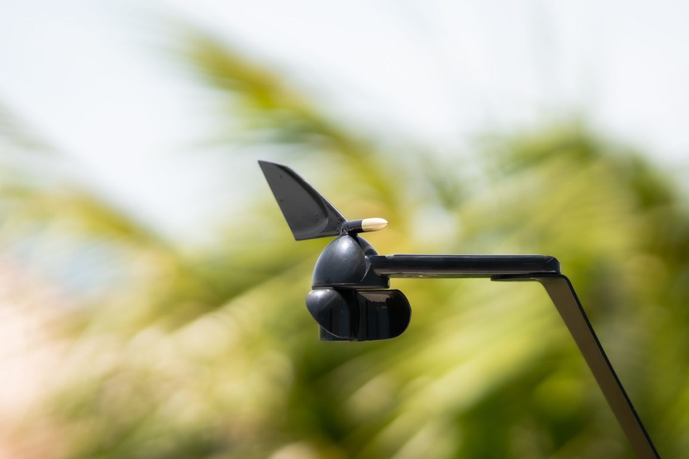 OpenWind among palms